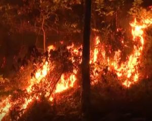 Read more about the article Franța,  devastată de incendii de pădure
