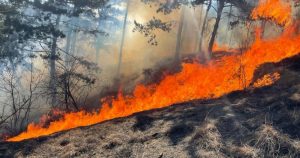 Read more about the article 107 hectare de pădure au fost distruse de incendii, în acest an, în județul Dâmbovița