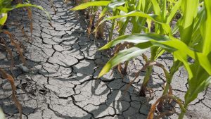 Read more about the article Termenele pentru constatarea suprafețelor afectate de secetă s-au prelungit