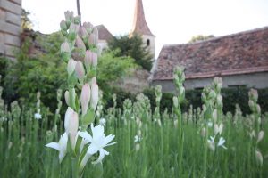 Read more about the article Sărbătoare Tuberozelor, în weekend la Hoghilag