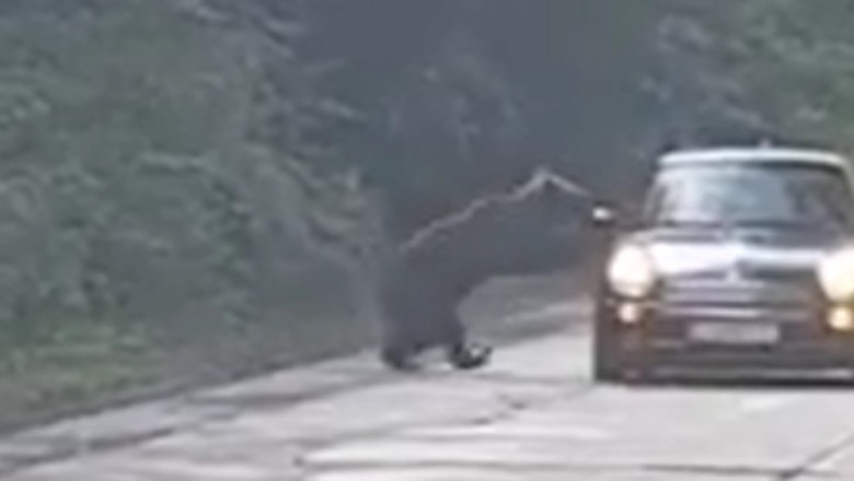 You are currently viewing Turiștii care hrănesc urşii aflaţi în zona Lacului Sfânta Ana sau pe drumul de acces vor fi amendați și li se va interzice să mai viziteze lacul şi Tinovul Mohoş