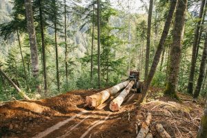 Read more about the article Ungaria autorizează o creştere a tăierii de lemne pentru foc, din cauza scumpirii gazului