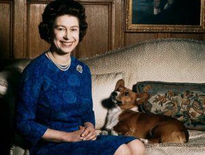 Read more about the article Ducele şi ducesa de York vor avea grijă de corgii Reginei