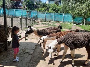 Read more about the article Tururi gratuite, pentru copii, de Zilele Cetății, la Grădina Zoologică din Târgoviște