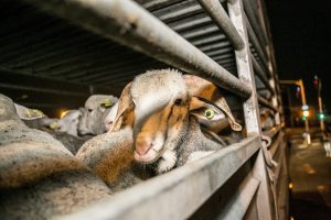 Read more about the article Noua Zeelandă interzice exportul de animale vii pe mare