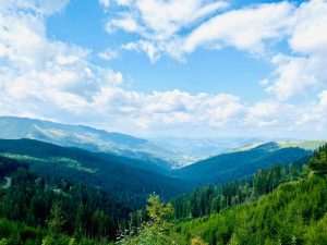 Read more about the article Guvernul dă bani pentru înființarea stânelor, a centrelor de colectare și prelucrare a laptelui și fructelor de pădure