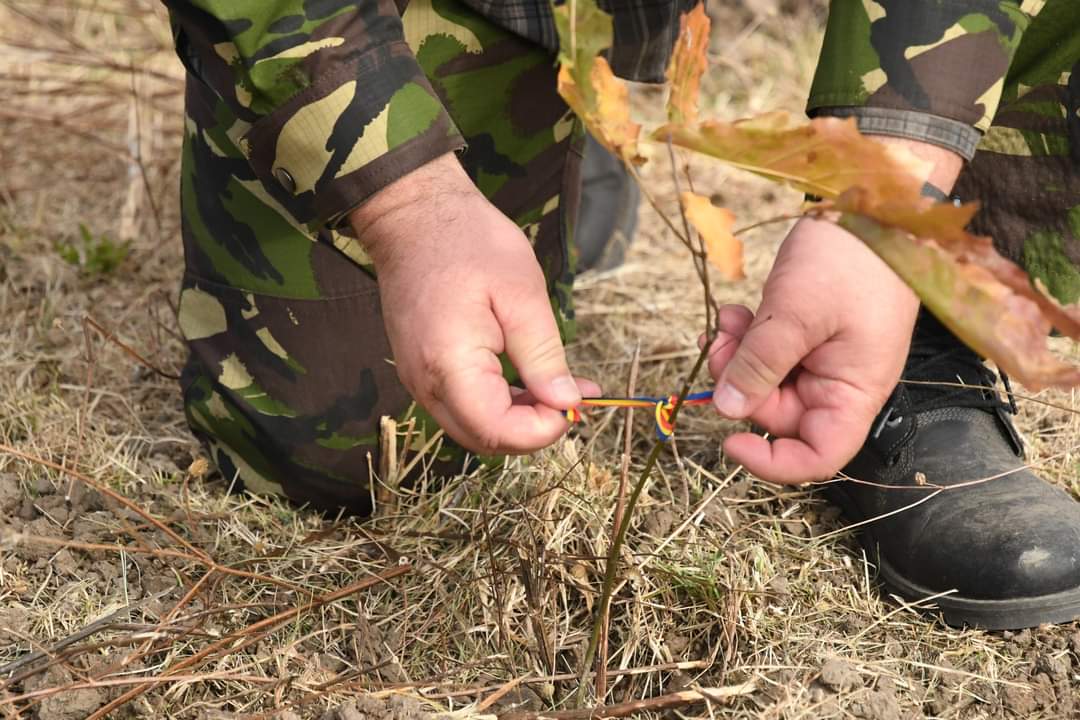 You are currently viewing Două mii de puieți de stejar au fost plantați, astăzi, în Pădurea Parașutiștilor, de la Ghimpați
