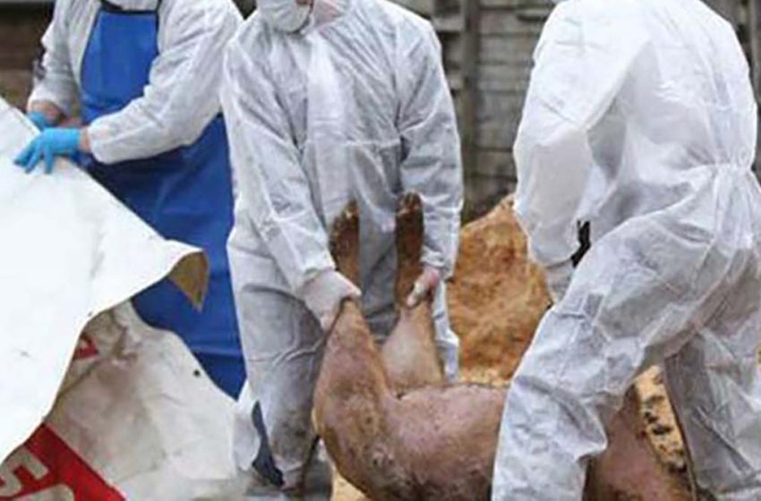 You are currently viewing DSV: Carne cu pestă porcină africană, vândută în magazinele din județul Buzău