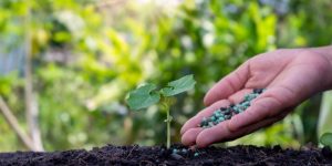 Read more about the article Ministerul Agriculturii: Precizări referitoare la proiectul care reglementează activitățile desfășurate cu produse de protecție a plantelor