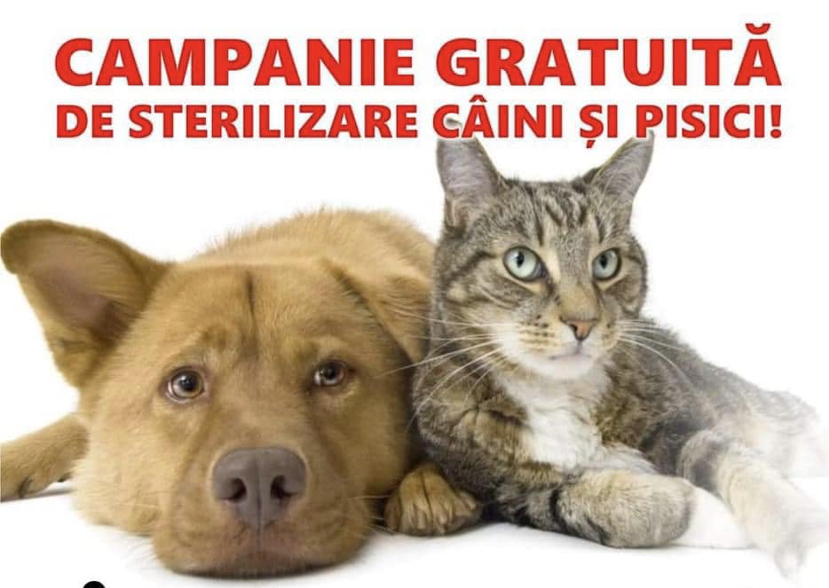 You are currently viewing Campanie de sterilizare gratuită a animalelor cu stăpân, la Găești