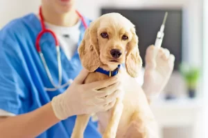 Read more about the article Mediici veterinari dâmbovițeni desfășoară, în această perioadă, vaccinarea antirabică obligatorie a animalelor de companie