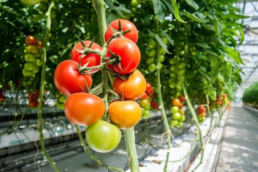 You are currently viewing A fost aprobat programul de susținere a producției de tomate în spații protejate pentru 2023
