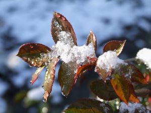 Read more about the article Duminică, cea mai călduroasă zi de 11 decembrie din ultimii 60 de ani