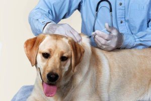 Read more about the article Acțiune de sterilizare gratuită, pe 17 iunie, la Găești