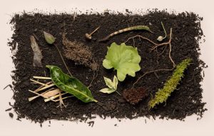Read more about the article Statul New York aprobă transformarea cadavrelor umane în compost