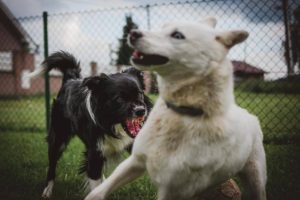 Read more about the article Între politică și dragoste pentru animale, în cazul femeii ucise, ieri, de câini, în Capitală