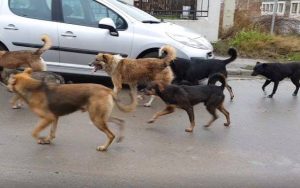 Read more about the article Primarul din Gura Foii cere sprijinul comunității: Spuneți stop abandonului de câini!