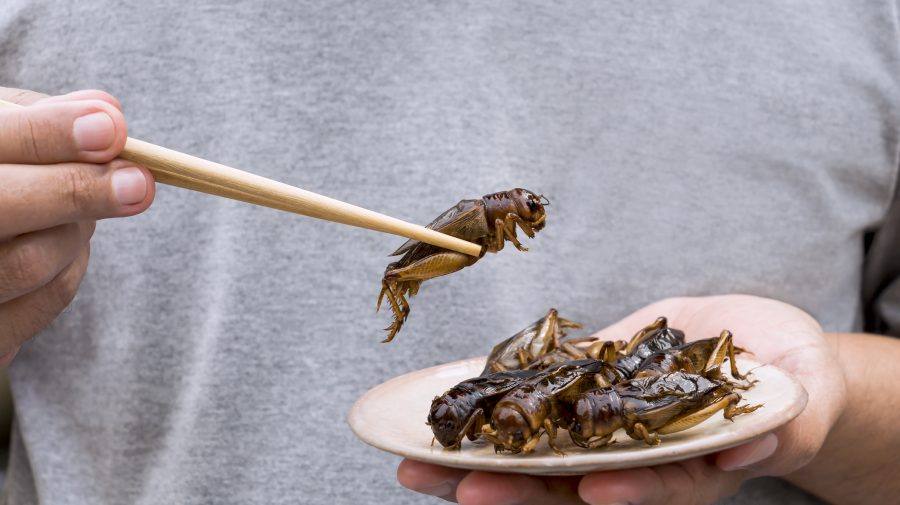 You are currently viewing Larva gândacului de bălegar se află acum pe lista insectelor care pot fi consumate de oameni