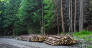 Read more about the article Radu Popa: Privatizarea și vânzarea pădurilor din fondul forestier aflat în proprietate publică a statului nu vor avea, sub nicio formă, susținerea PSD