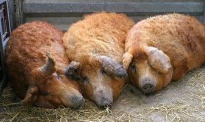 Read more about the article Guvernul acordă un sprijin financiar de un milion de lei crescătorilor de porci din rasele Bazna şi Mangaliţa