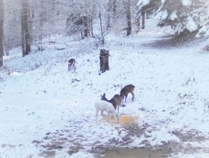 Read more about the article Apariție spectaculoasă în Parcul Natural Bucegi