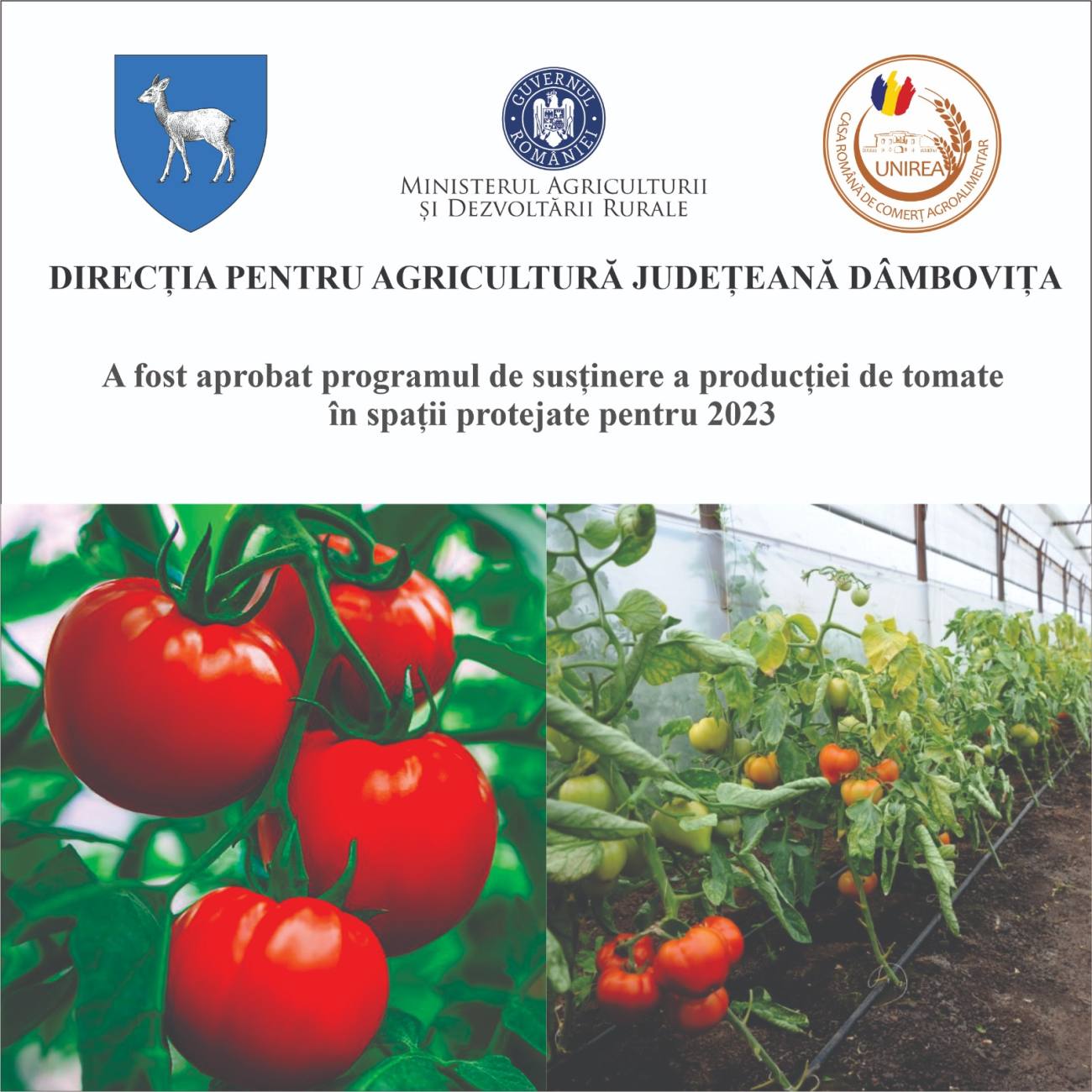 You are currently viewing Direcția Agricolă Dâmbovița: A fost aprobat programul de susținere a producției de tomate în spații protejate pentru 2023