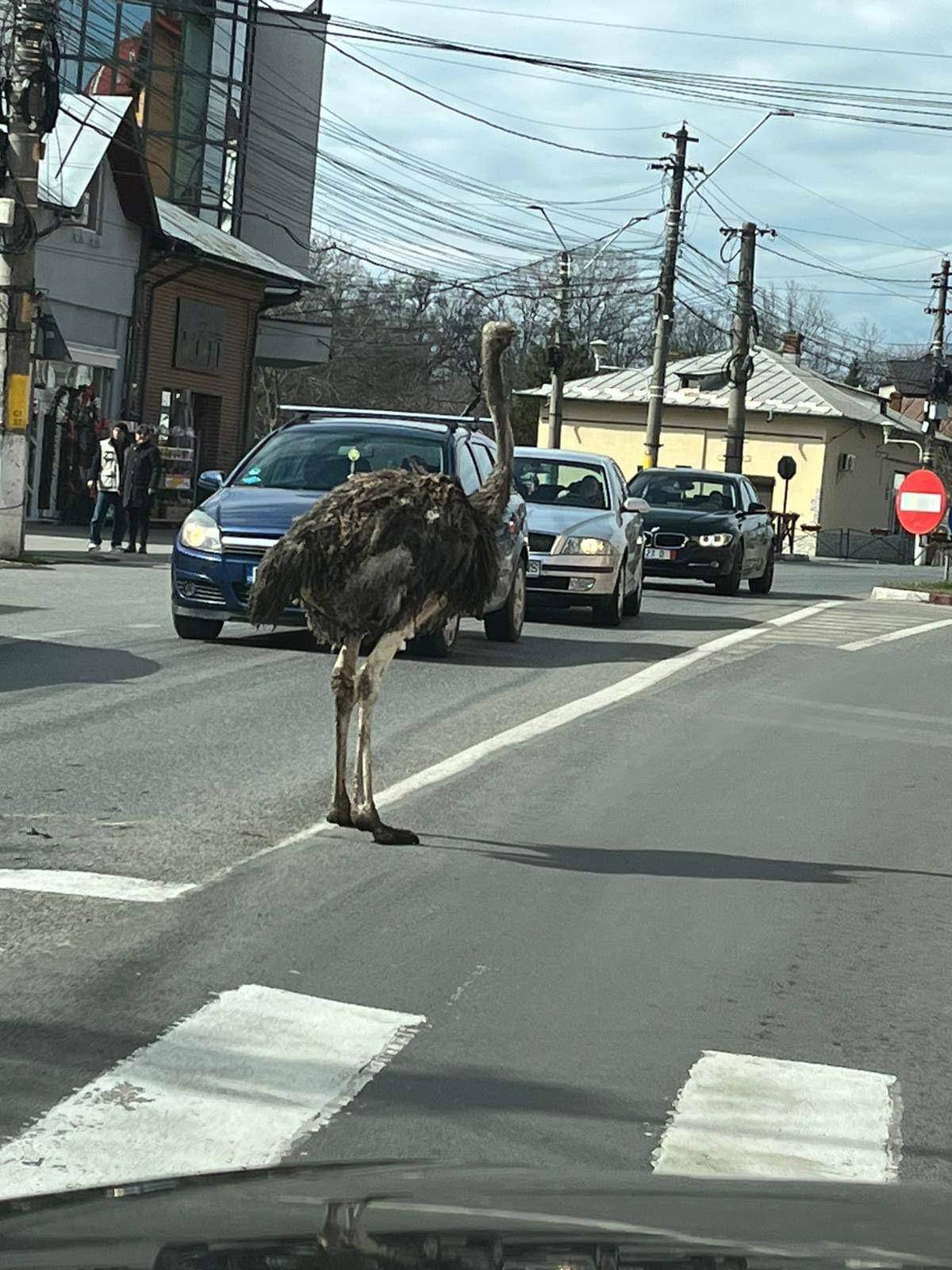 You are currently viewing Traficului rutier din orașul Găești i s-a alăturat un … struț!
