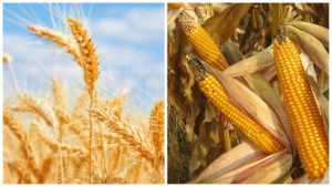 Read more about the article INS: Producţia de cereale a României a scăzut anul trecut cu peste 32%