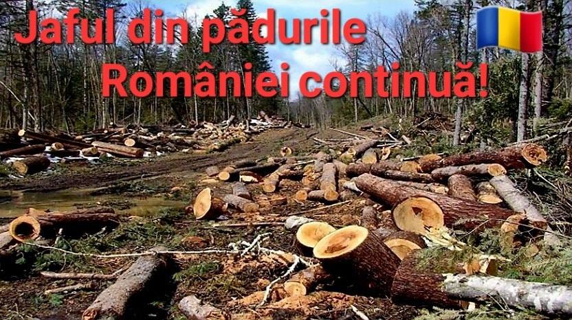 You are currently viewing Ionel Petre: Mii de metri cubi de masă lemnoasă ies din țară ca materie primă și ajung în alte țări europene pentru a fi prelucrați