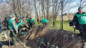 Read more about the article Drumurile naționale și autostrăzile din Dâmbovița și alte 10 județe, protejate de Romsilva cu perdele forestiere