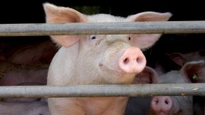 Read more about the article Sandu Tolea: Dacă nu reușim să trecem și să aplicăm „Legea Porcului”, în maxim un an, doi, România nu va mai putea sacrifica porci autohtoni