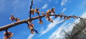 Read more about the article Gerul din ultimele zile a afectat pomii fructiferi deja înfloriți