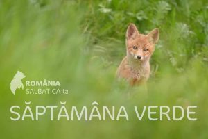 Read more about the article În „Săptămâna verde” tinerii din Fieni, invitați să admire „România Sălbatică”