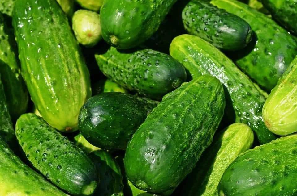 You are currently viewing Au fost aprobate plafoanele financiare alocate măsurilor de sprijin cuplat în sectorul vegetal, pentru anul de cerere 2022