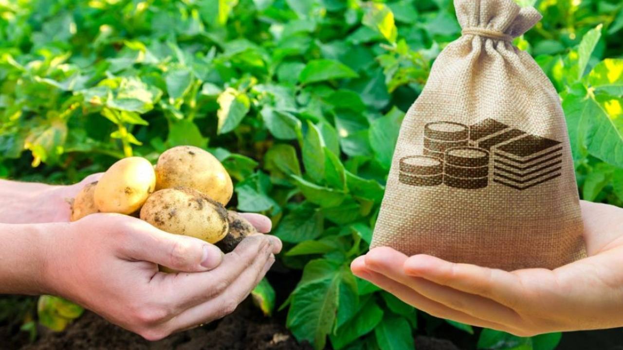 You are currently viewing Producătorii de cartofi mai au doar câteva zile pentru a cere sprijinul de 300 de euro pe hectar. Primăria Lungulețu anunță termenul-limită pentru ajutorul de minimis