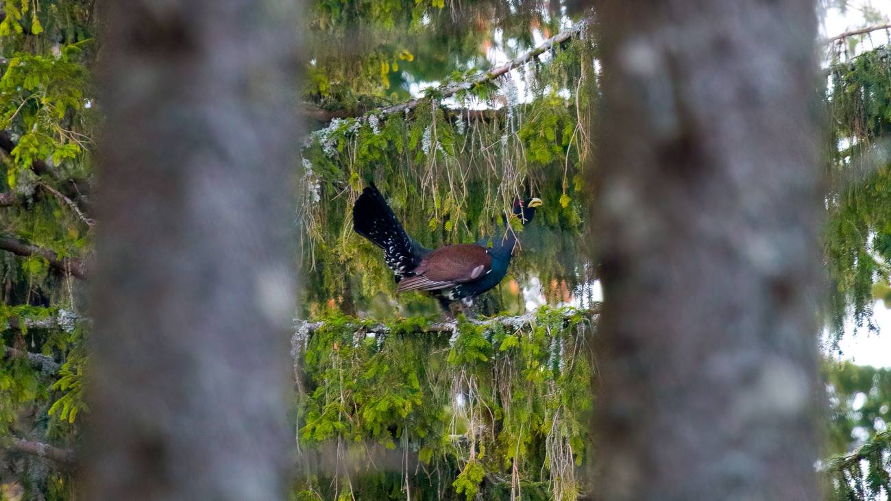 You are currently viewing Imagini spectaculoase surprinse în Parcul Natural Bugegi