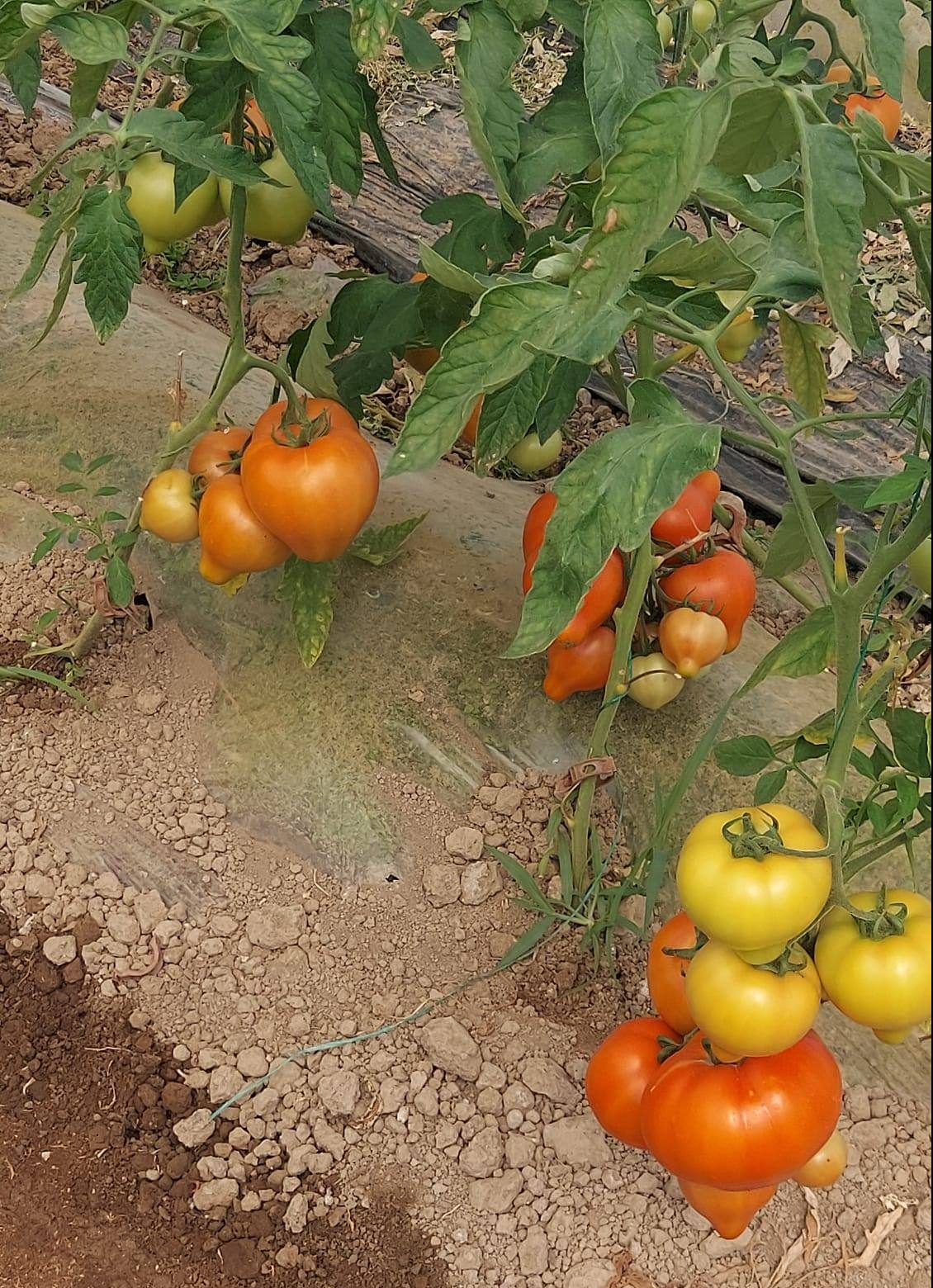 You are currently viewing Direcția Agricolă Dâmbovița testează tomatele timpurii produse în județ: Se poate face și legumicultură curată, cu responsabilitate față de clienți
