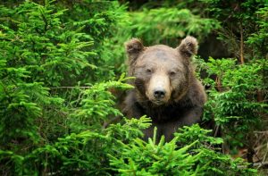 Read more about the article Avertizare, pentru localnicii din Mogoșani: un urs a fost semnalat pe raza comunei