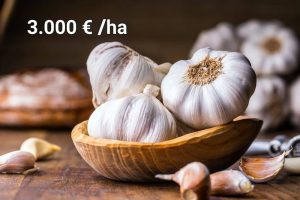 Read more about the article Producătorii dâmbovițeni de usturoi sunt așteptați la Direcția Agricolă să depună cererile pentru ajutorul de minimis de 3.000 E/ha