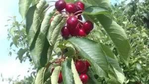 Read more about the article ANM: Vremea se va încălzi în următoarele două săptămâni