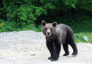 Read more about the article RoALERT! Un urs a fost văzut de către localnicii din Vișinești!