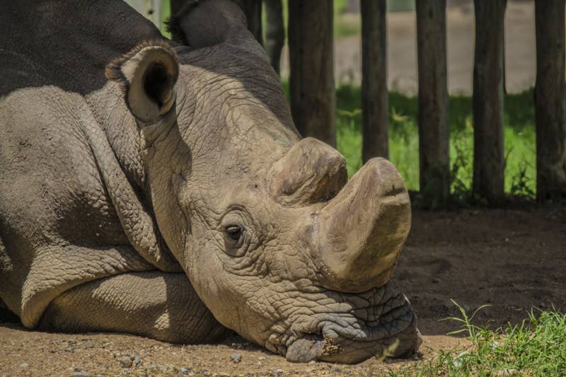You are currently viewing O îngrijitoare de la o grădină zoologică din Salzburg a fost ucisă de un rinocer