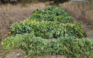 Read more about the article Plantație ilegală de canabis, descoperită de DIICOT în Timiș