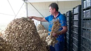 Read more about the article Buzăul, lider național la producția de usturoi