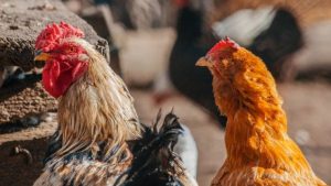 Read more about the article Focar de gripă aviară, descoperit în județul Olt