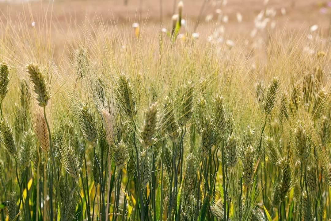 You are currently viewing Start pentru depunerea cererilor de acordare a grantului direct destinat producătorilor agricoli din sectorul vegetal