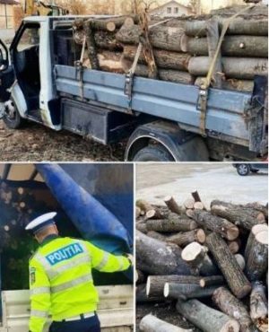 Read more about the article În anul 2023, polițiștii dâmbovițeni au confiscat peste 800 de mᶟ de material lemnos, deținut sau transportat ilegal!