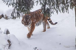 Read more about the article Peisaje de poveste, în Parcul Chindia din Târgoviște