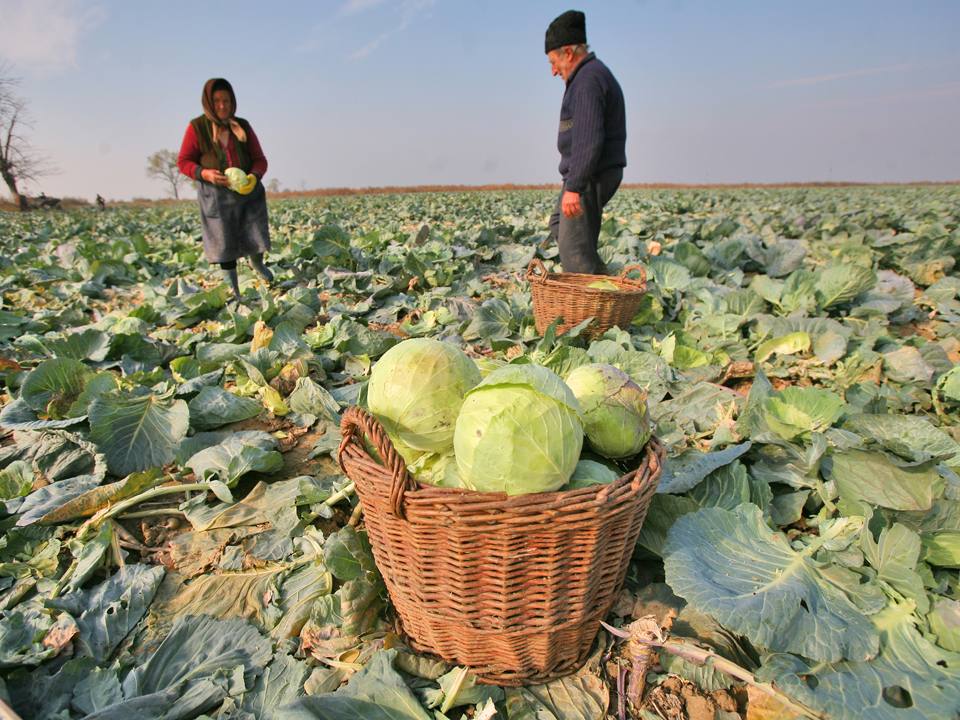 You are currently viewing Localnicii din Lungulețu, așteptați pentru actualizarea datelor în Registrul Agricol