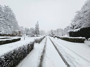 Read more about the article Lucrările de reabilitare a parcului Chindia ar putea începe chiar anul acesta